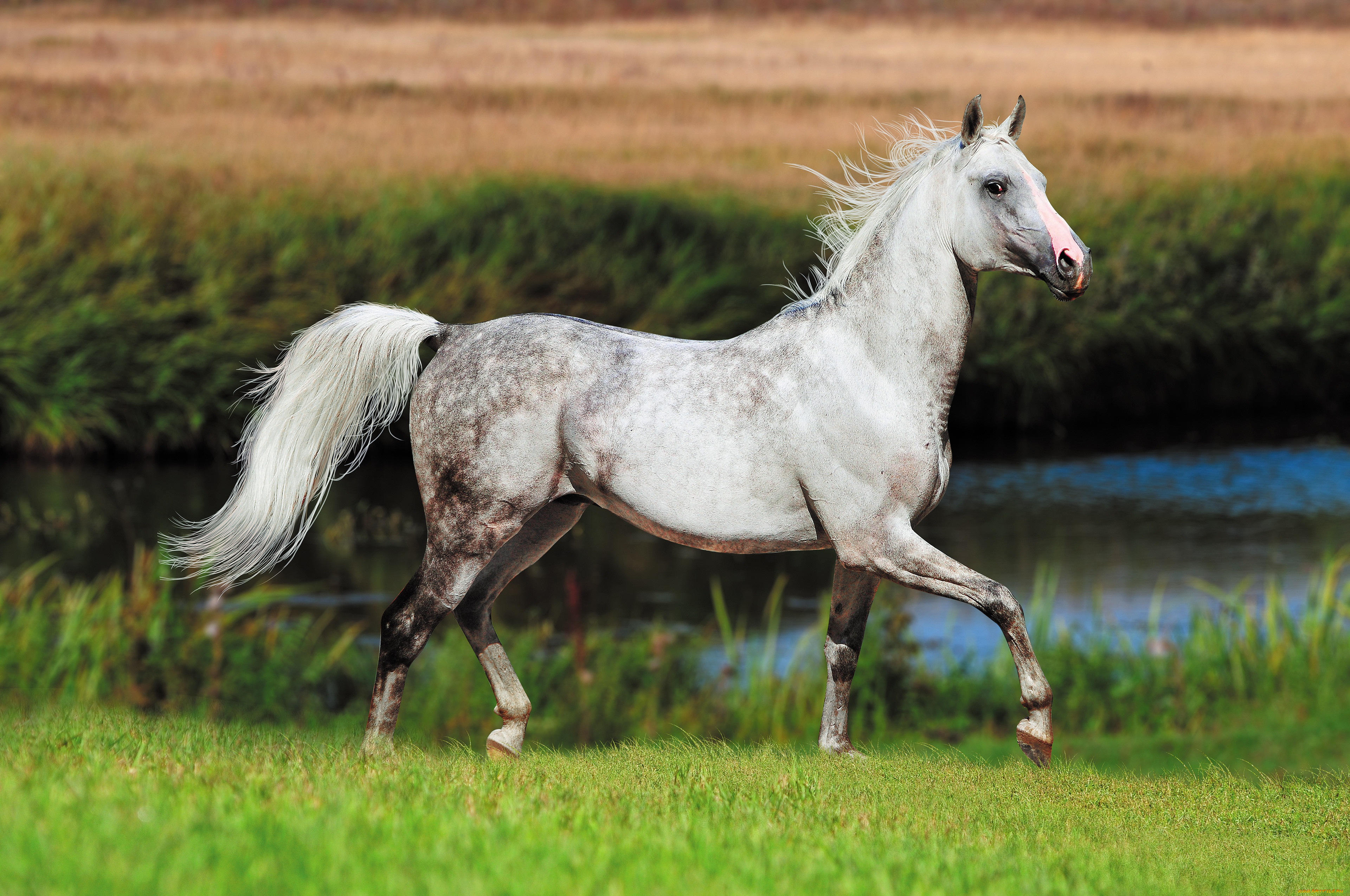 ��������, ������, ������